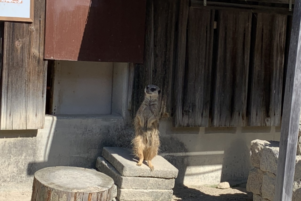 東公園動物園「ミーアキャット」