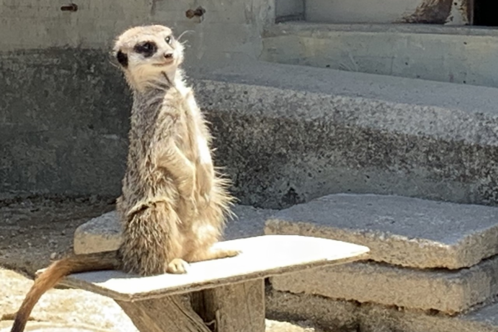 東公園動物園「ミーアキャット」