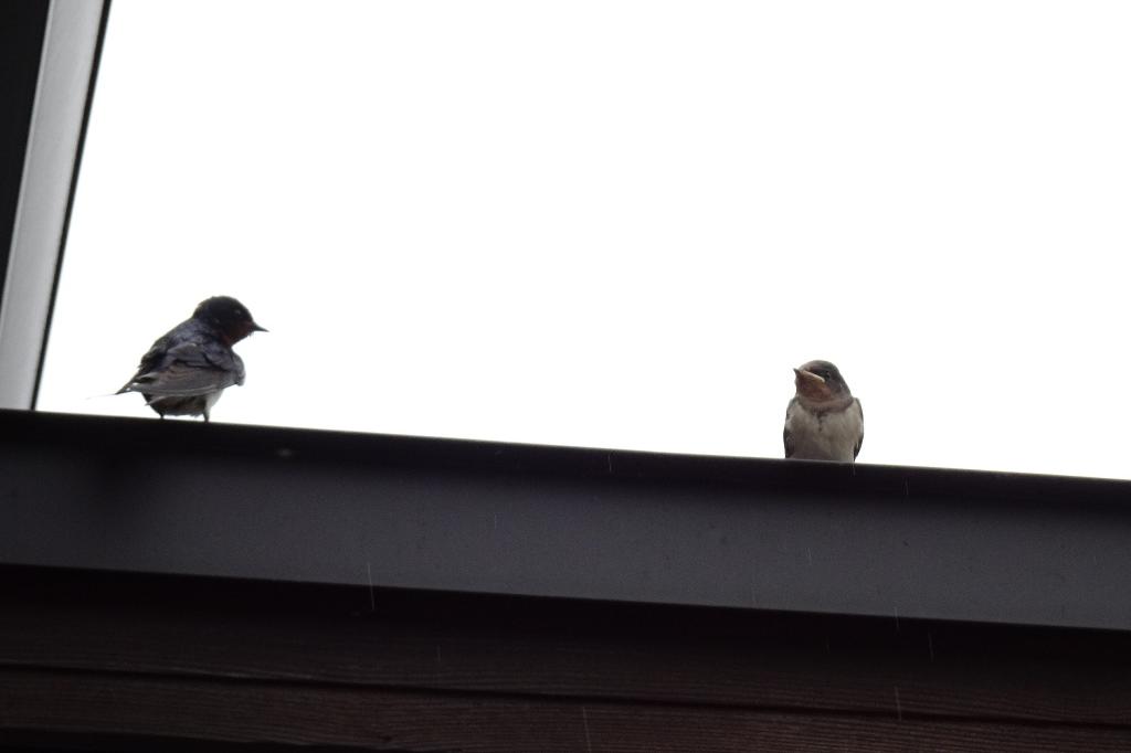 屋根まで飛んで