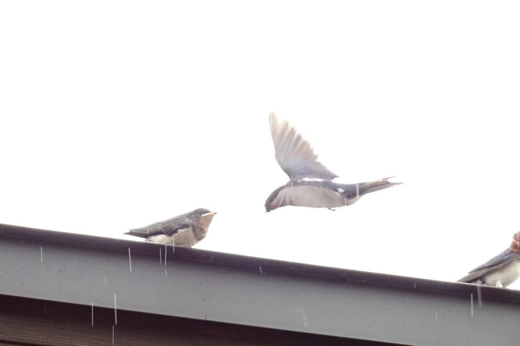 親鳥が促します