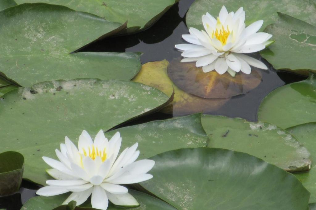 ヒツジ草アップ2