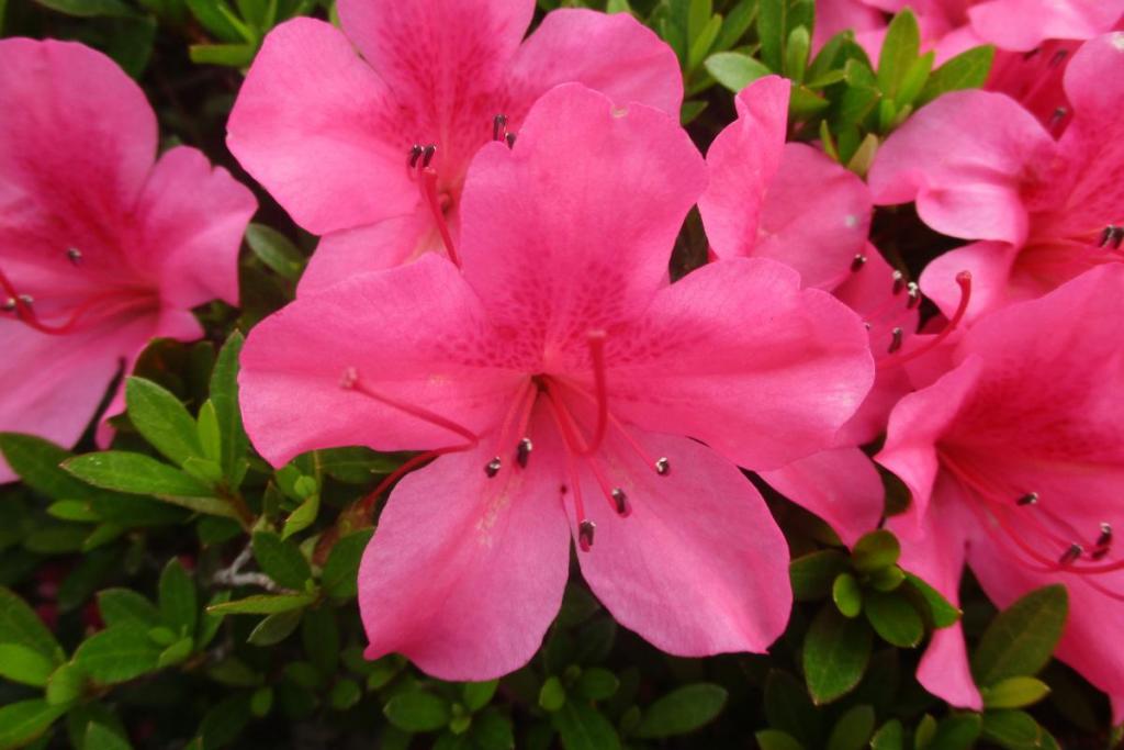 サツキ　アップ