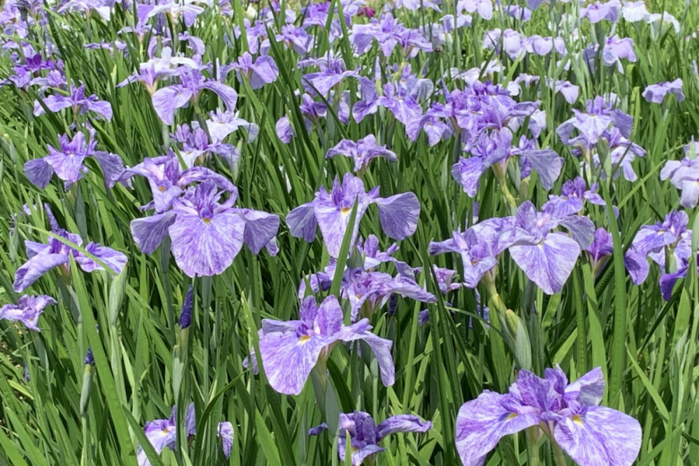 東公園花菖蒲園