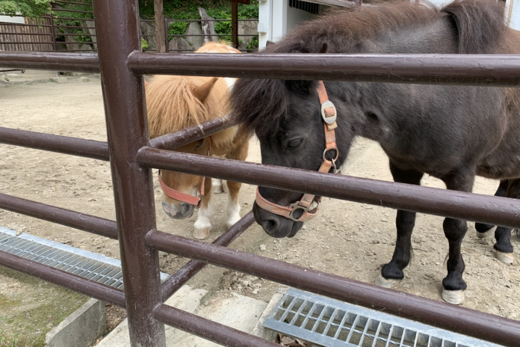 東公園動物園「ミニチュアホースとポニー」