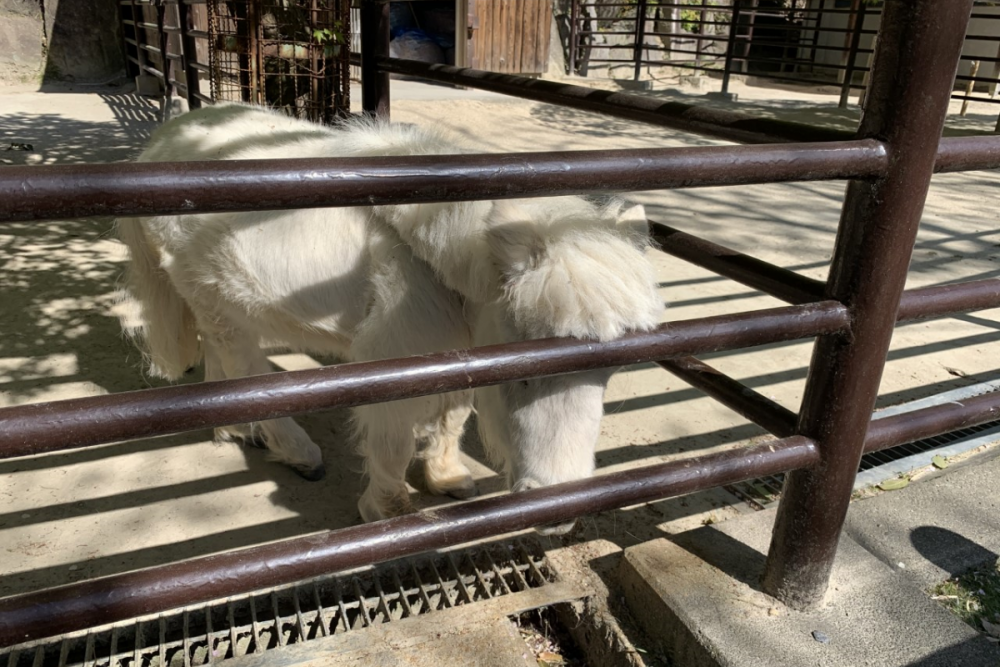 東公園動物園「ミニチュアホース」