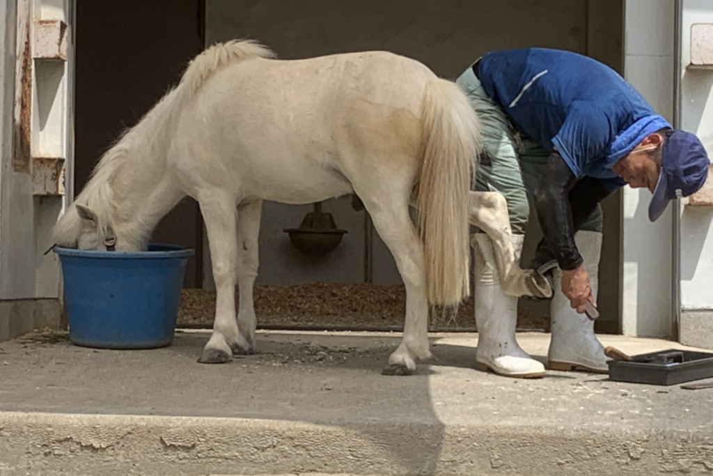 東公園動物園「ポニー」