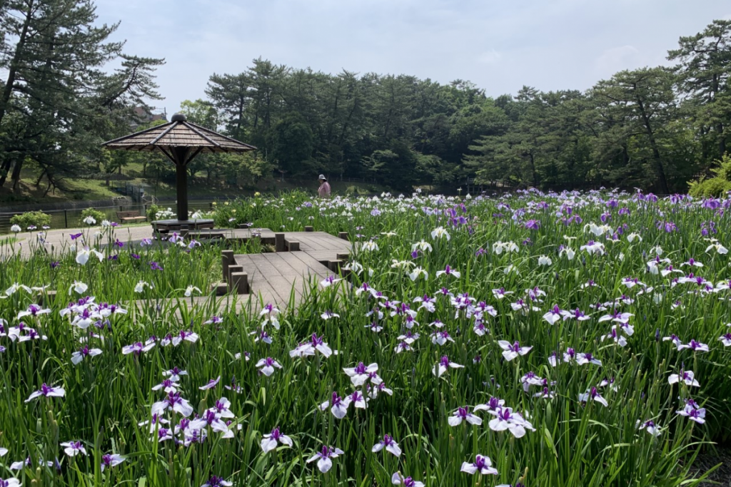 東公園花菖蒲園