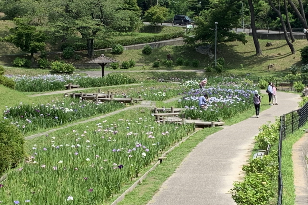 東公園花菖蒲園