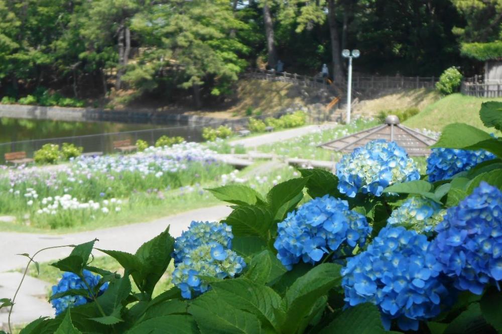 あじさいとの共演も癒されます。