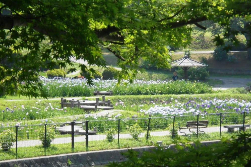 東公園花菖蒲園