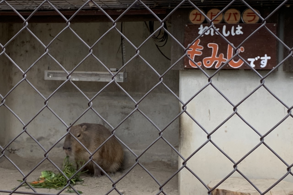 東公園動物園「カピバラ」