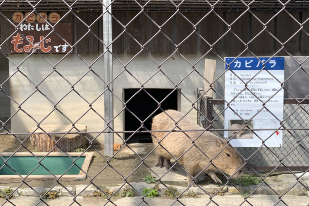 東公園動物園「カピバラ」