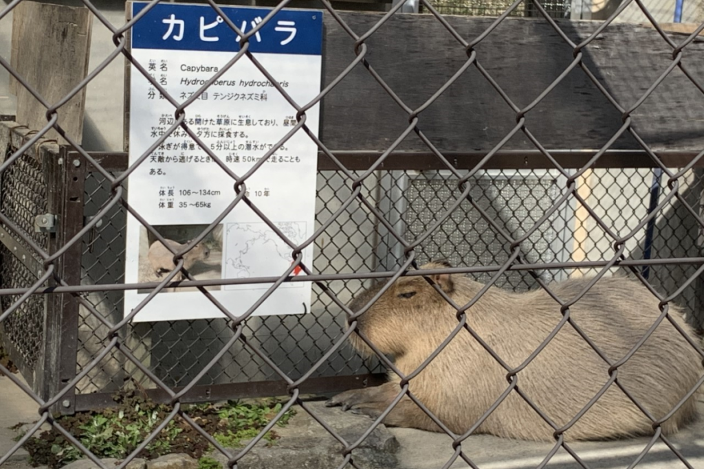 東公園動物園「カピバラ」