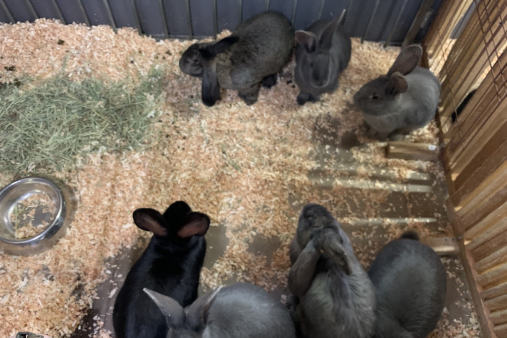 東公園動物園「フレミッシュジャイアント」