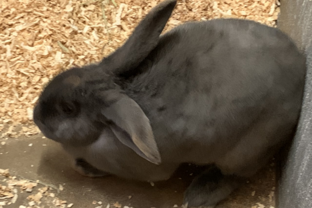 東公園動物園「フレミッシュジャイアント」