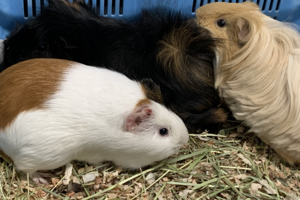 東公園動物園「モルモット」