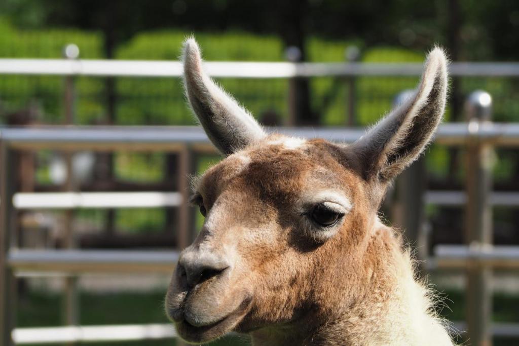 東公園動物園「ラマ」アムール