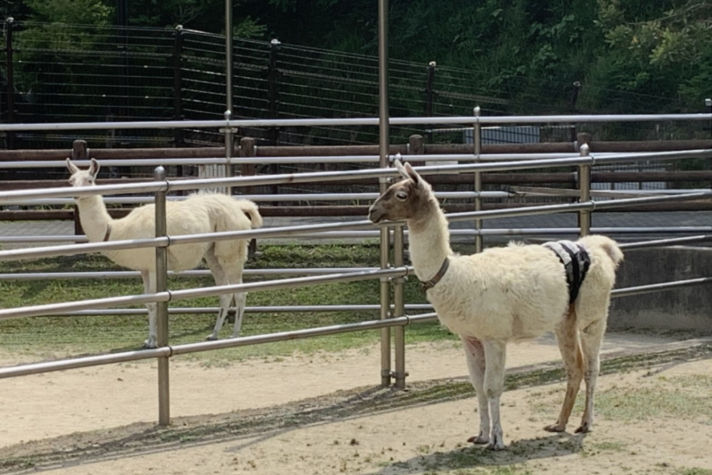 東公園動物園「ラマ」