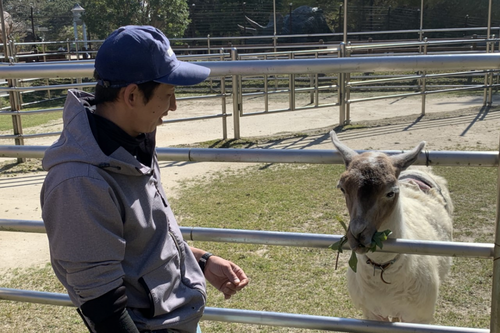 東公園動物園「ラマ」