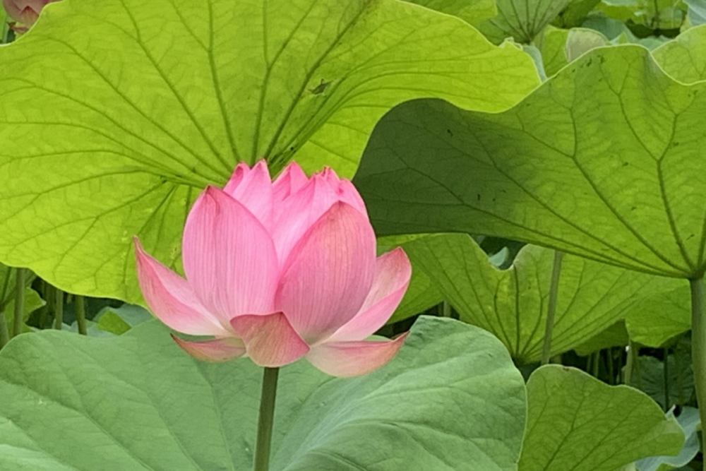 伊賀八幡宮のハスの花