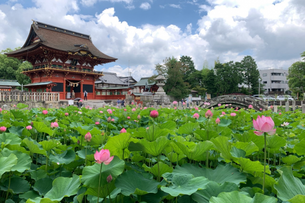 伊賀八幡宮のハスの花