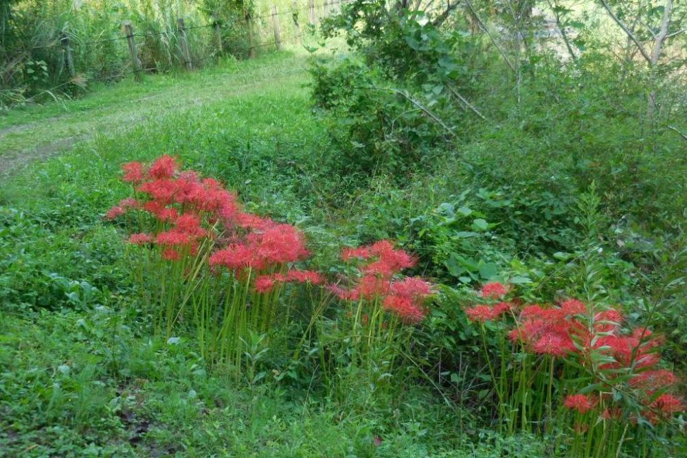 彼岸花（管理道路、調整池）