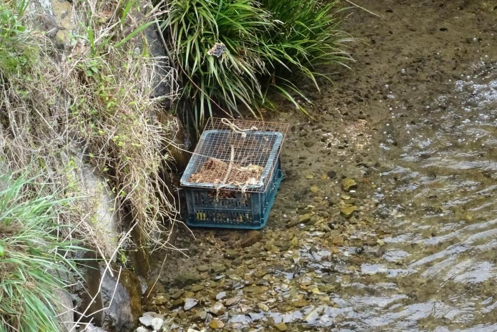 餌を入れた籠