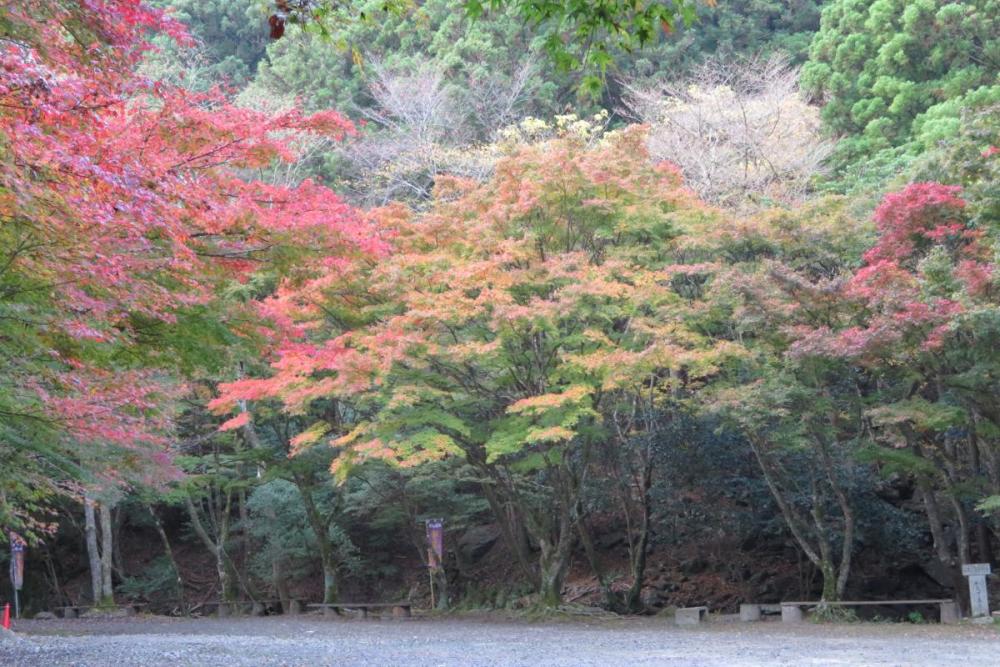 花の木広場