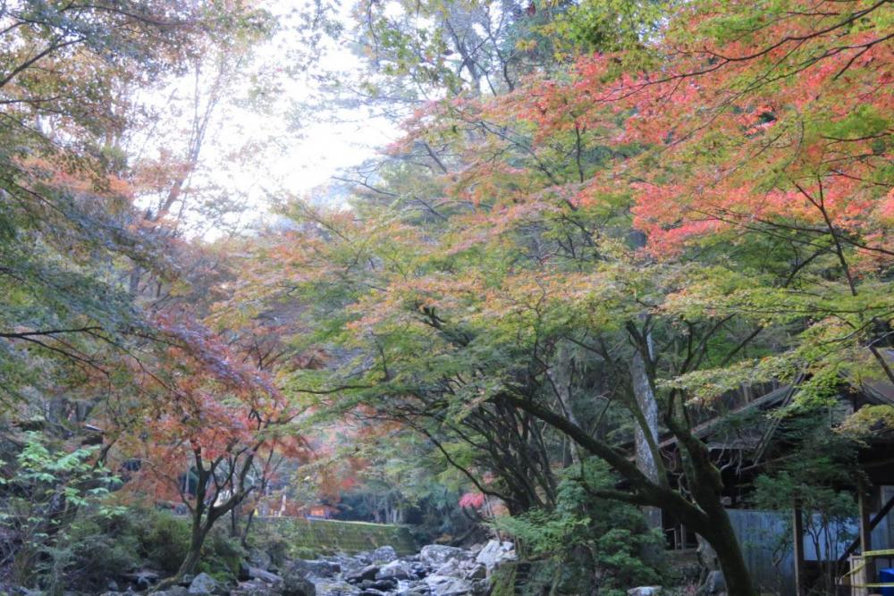 年のくらがり渓谷紅葉情報はこちら 新着情報 くらがり渓谷 水とみどりの森の駅 岡崎おでかけナビ 岡崎市観光協会公式サイト