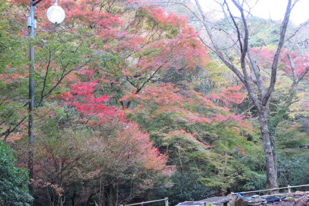 年のくらがり渓谷紅葉情報はこちら 新着情報 岡崎おでかけナビ 岡崎市観光協会公式サイト