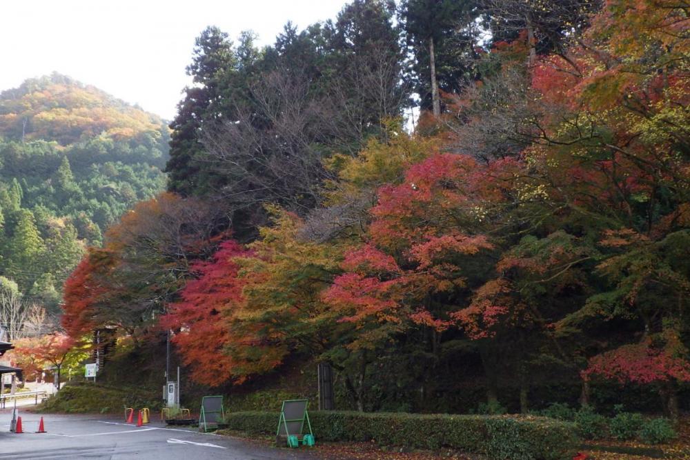 年のくらがり渓谷紅葉情報はこちら 新着情報 くらがり渓谷 水とみどりの森の駅 岡崎おでかけナビ 岡崎市観光協会公式サイト