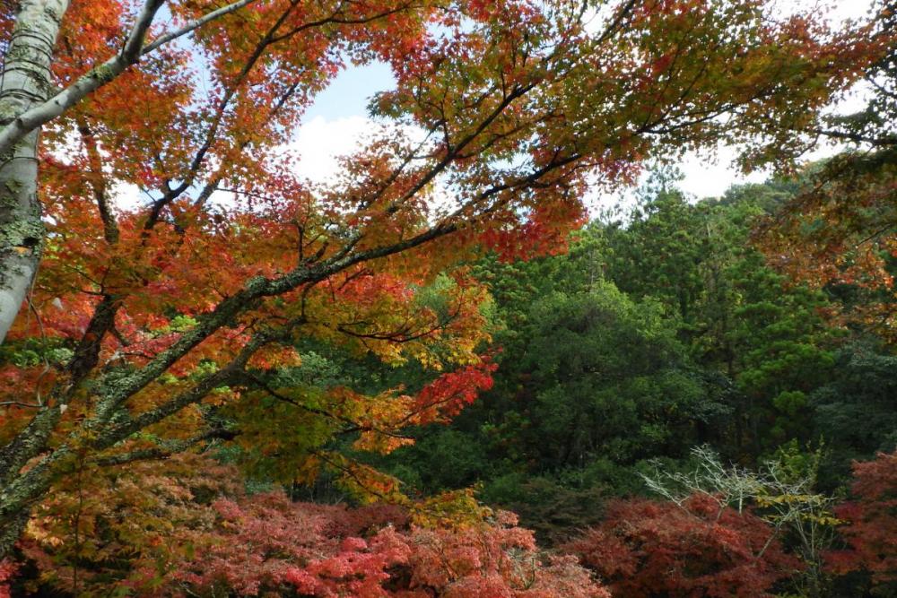 年のくらがり渓谷紅葉情報はこちら 新着情報 岡崎おでかけナビ 岡崎市観光協会公式サイト