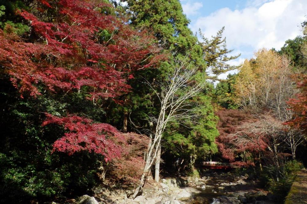 年のくらがり渓谷紅葉情報はこちら 新着情報 岡崎おでかけナビ 岡崎市観光協会公式サイト