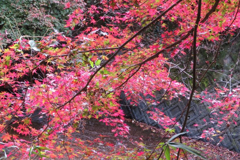 年のくらがり渓谷紅葉情報はこちら 新着情報 岡崎おでかけナビ 岡崎市観光協会公式サイト