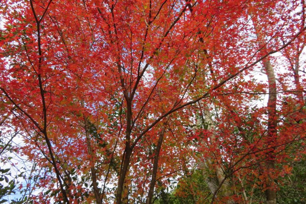 年のくらがり渓谷紅葉情報はこちら 新着情報 岡崎おでかけナビ 岡崎市観光協会公式サイト