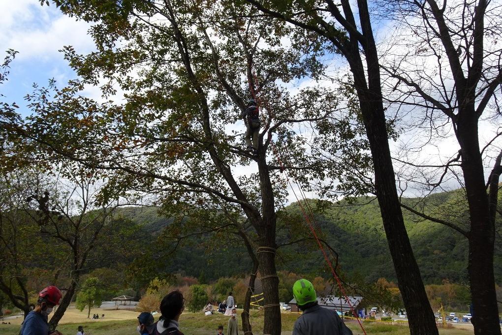 登る木は高い