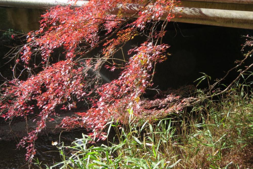 年のくらがり渓谷紅葉情報はこちら 新着情報 岡崎おでかけナビ 岡崎市観光協会公式サイト