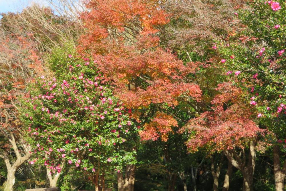 年のくらがり渓谷紅葉情報はこちら 新着情報 くらがり渓谷 水とみどりの森の駅 岡崎おでかけナビ 岡崎市観光協会公式サイト