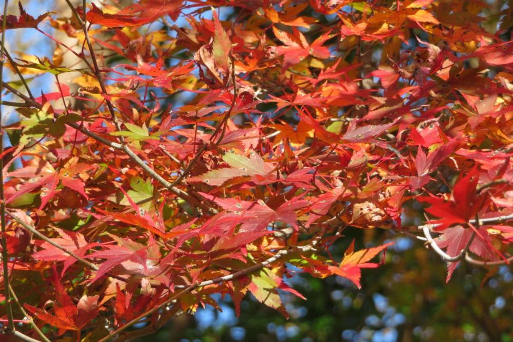 年のくらがり渓谷紅葉情報はこちら 新着情報 くらがり渓谷 水とみどりの森の駅 岡崎おでかけナビ 岡崎市観光協会公式サイト