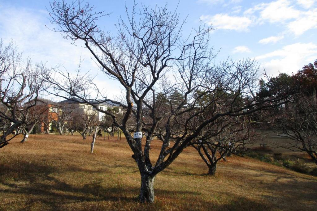 紅梅全体