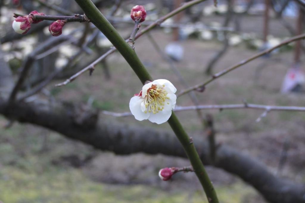 小さいけど、可憐な花です。