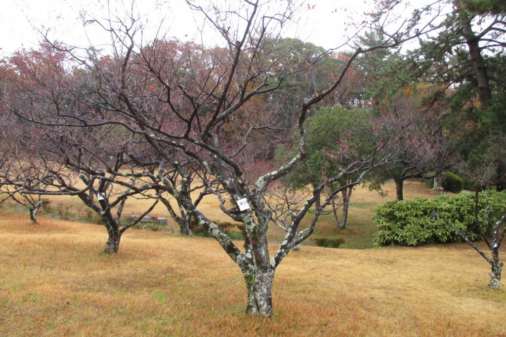 紅梅全体