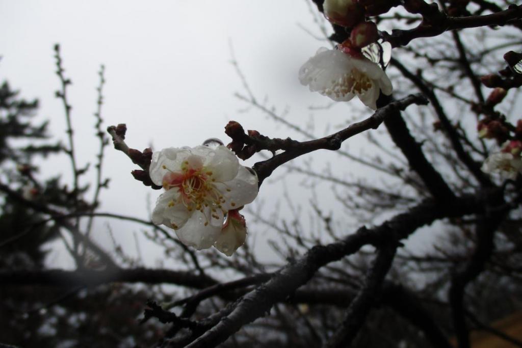 白梅アップ