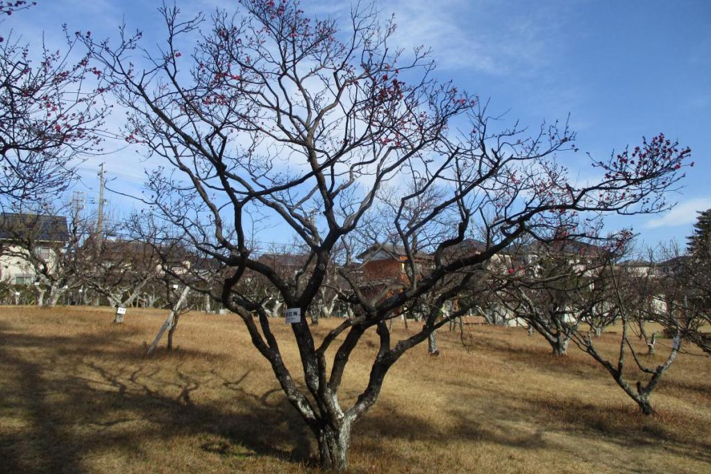 紅梅全体