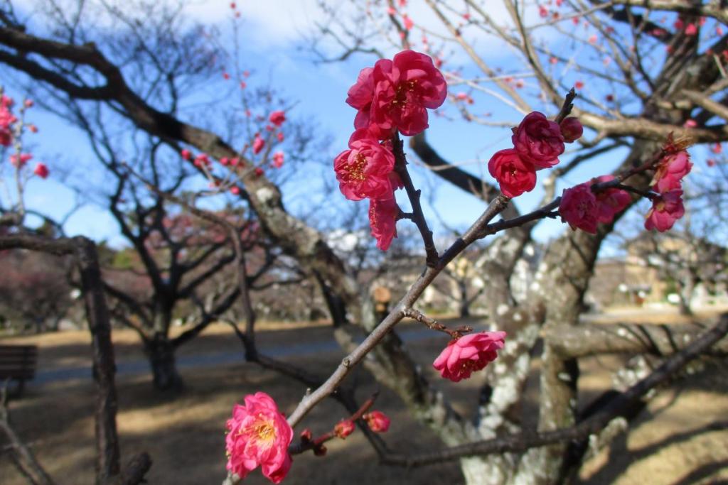 紅梅アップ