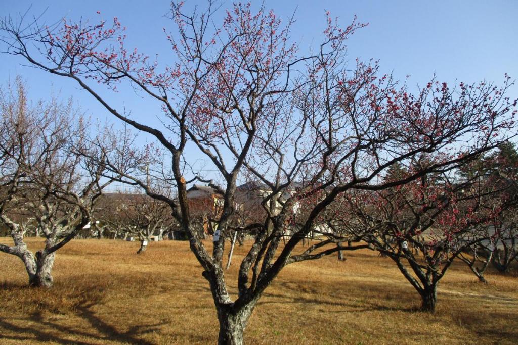 紅梅全体