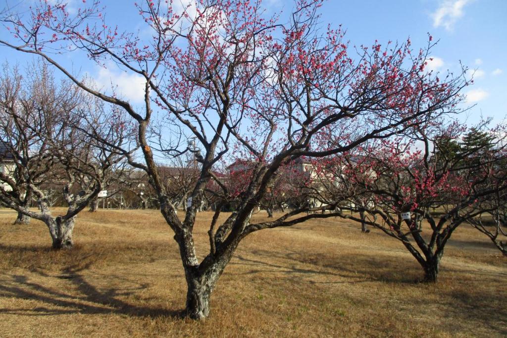 紅梅全体