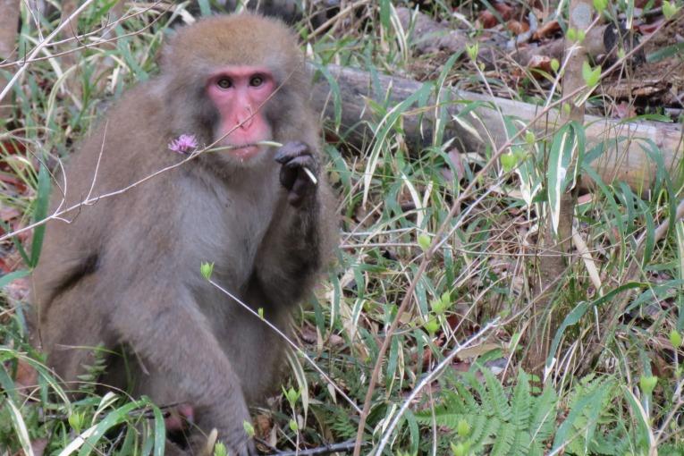 ショウジョウバカマを食すサル(3月中旬)