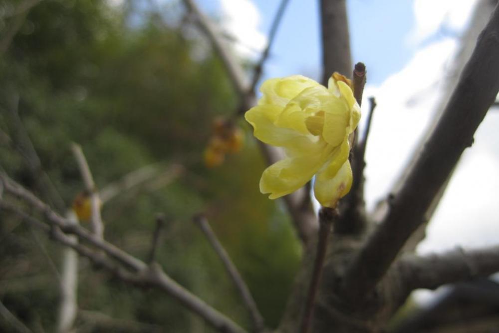 ロウバイの花咲いてます(2月、管理棟西)