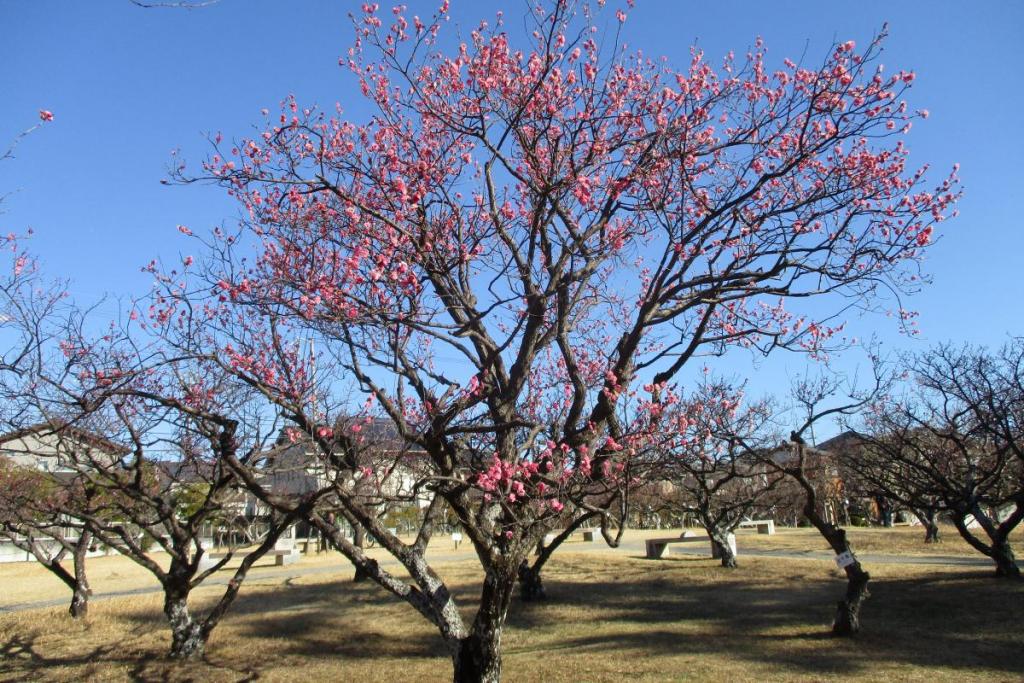 紅梅全体
